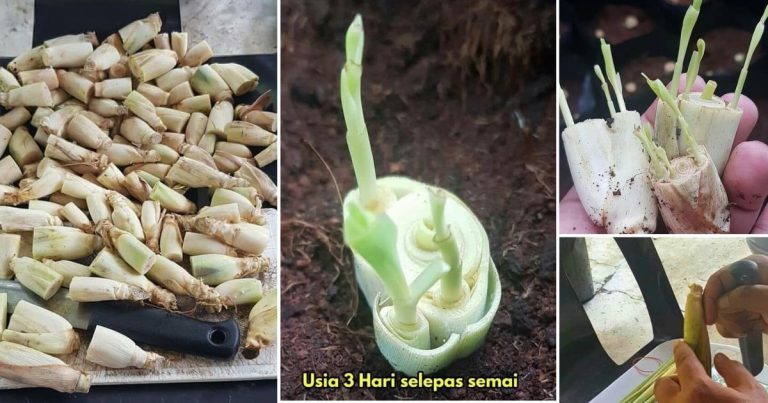 Tip Tanam Serai Supaya Keluar Banyak Tunas Dengan Cepat & Rimbun. Kena Potong Begini