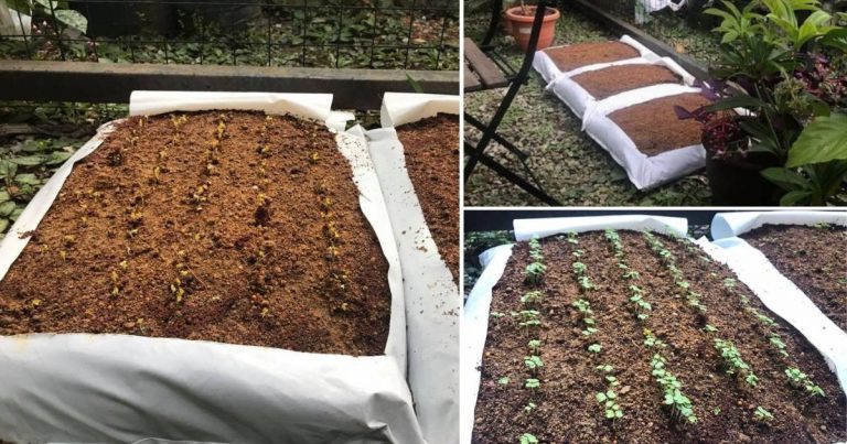 Teknik Tanam Terus Pokok Sayur Dalam Beg Tanah, Lagi Mudah & Jimat. Ini Caranya