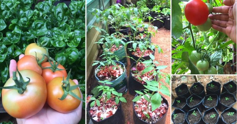 Cara Tanam & Penjagaan Pokok Tomato Dari Semai Sampai Pokok Berbuah, Baja Cuma Kulit Bawang