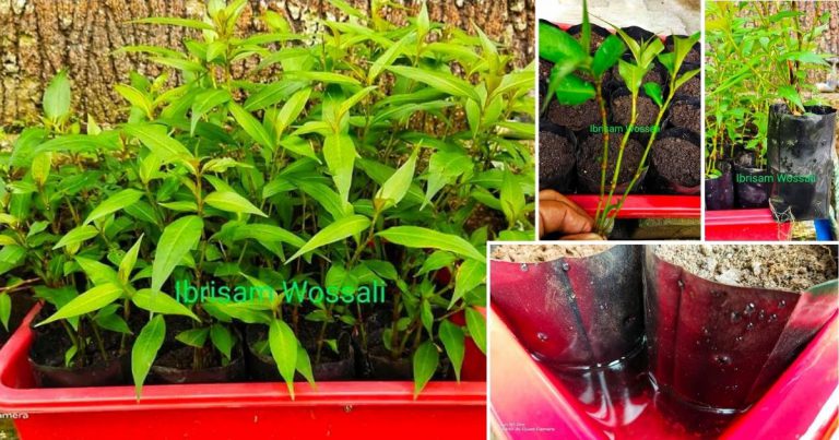 Kalau Tanam Pokok Kesum Asyik Tak Menjadi, Guna Kaedah Rendam Polibeg Dalam Air. Confirm Hidup!
