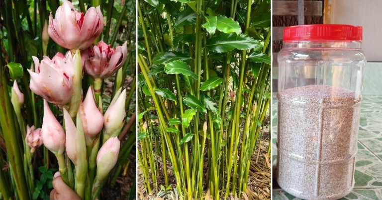 Tip Tanam Pokok Kantan Supaya Tak Putus Berbunga & Subur. Kena Selalu Tabur Serbuk Ini