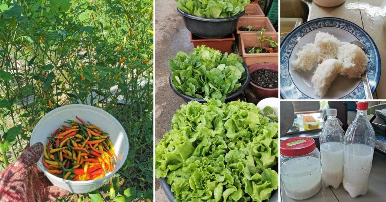 Cara Buat Racun Organik Guna Nasi Saja. Cili Lebat, Sayur Pun Lebih Selamat Dimakan