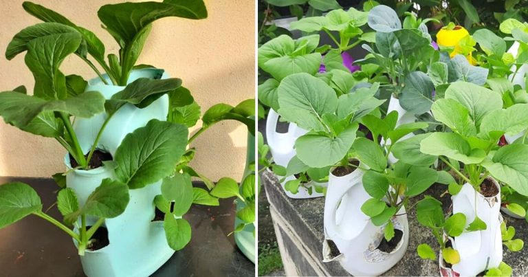 Tanam 8 Pokok Sayur Dalam Satu Botol! Memang Jimat Ruang. Ini Cara Buatnya