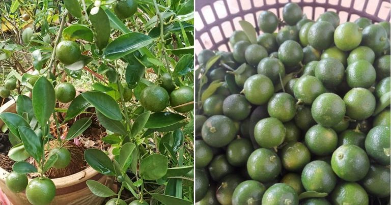 Tip Pokok Limau Kasturi Berbuah Lebat Sepanjang Tahun, Guna Baja Bancuh Sendiri Saja