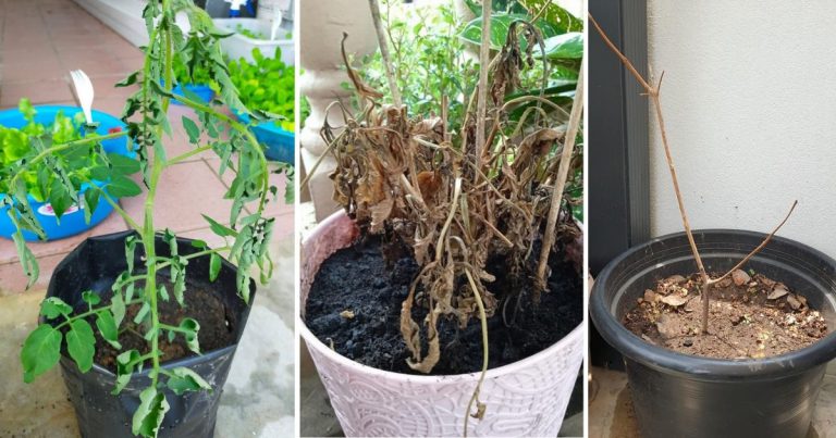 Tanam Pokok Tapi Asyik Mati Saja, Ini Mungkin Silapnya. Bukan Sebab Tangan Panas!