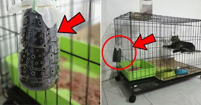Cuma Guna Arang, Cara Paling Berkesan Hilangkan Bau Najis Kucing Di Rumah