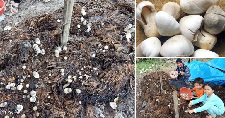 Tanam Sendiri Cendawan Volvariella Guna Tandan Kelapa Sawit, Lepas 9 Hari Dah Boleh Tuai Hasil