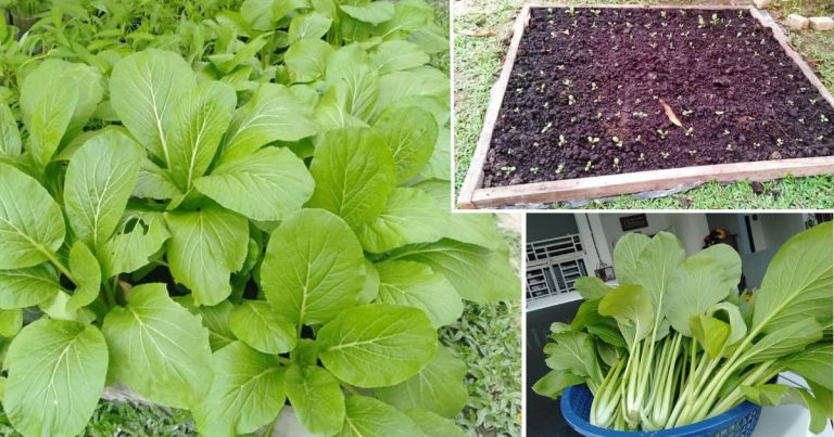 Tanam Sayur Dalam Petak, Ruang Sikit Pun Boleh Buat. Supaya Subur Guna Semburan Air Cengkih