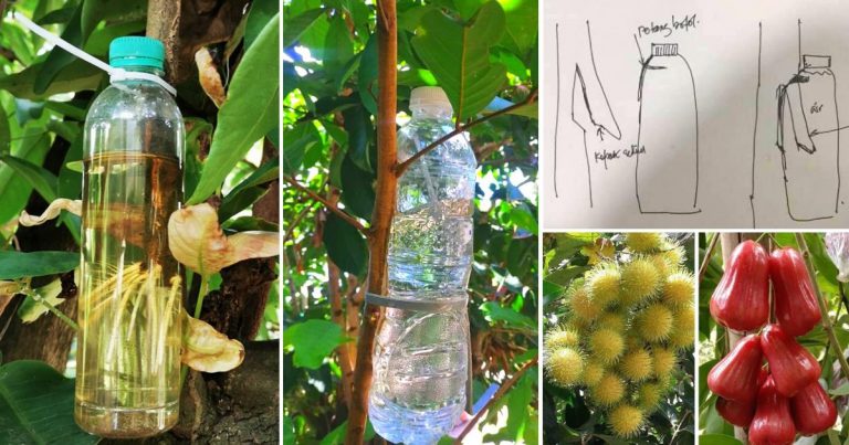 Cara Tut Pokok Buah Paling Mudah & Ringkas, Belah Dahan & Rendam Dalam Botol, Tunggu Akar Keluar