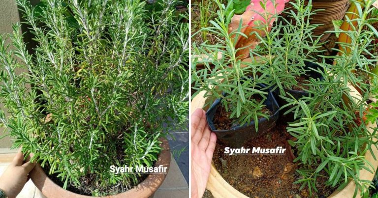 Tip Tanam Pokok Rosemary Supaya Mudah Membiak & Tumbuh Segar. Siram Banyak Air, Letak Tempat Panas!