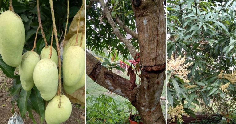 Guna Teknik Ini Pada Pokok Buah Yang Enggan Berbuah, 6 Bulan Dah Nampak Hasilnya