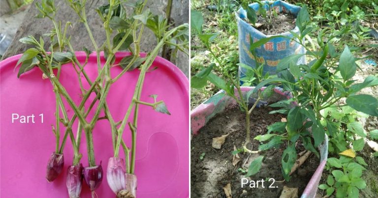 Tanam Pokok Cili Guna Keratan Dahan Lagi Cepat Berbuah. Guna Bawang Merah Untuk Galak Akar Tumbuh