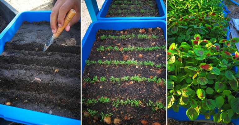 Tanam Terus Bayam Dalam Besen 4 Segi Macam Ni Lagi Mudah. Tak Perlu Alih Anak Pokok