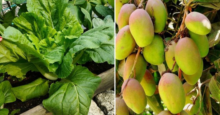 Buah Lebat, Saiz Sayur Besar 2 Kali Ganda, Ini Cara Betul Bancuh Serbuk MSG Untuk Jadi Baja