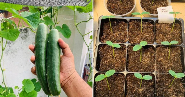 Tanam Timun Jepun Cara Mudah Di Halaman Rumah, 2 Bulan Dah Berbuah