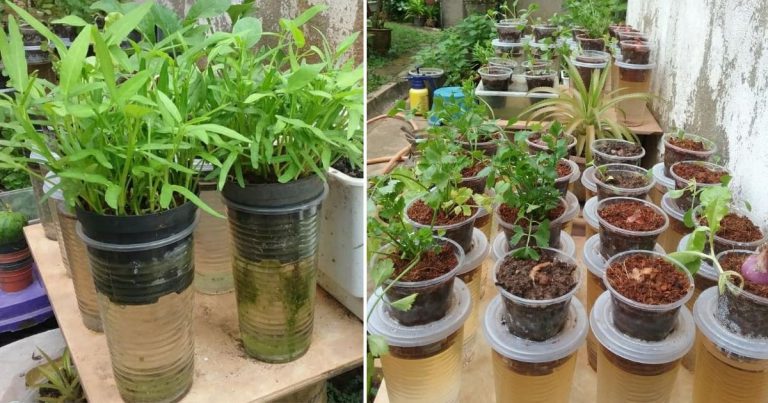 Cawan Plastik Macam Ini Pun Boleh Buat Tanam Sayur. Jimat Ruang Banyak Sayur Boleh Tanam