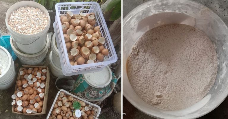 Kulit Telur Berguna Suburkan Pokok, Tapi Jangan Terus Tabur. Ini Teknik Betul Jadikan Baja