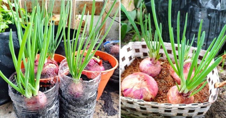 Bawang Kat Dapur Yang Dah Naik ‘Jambul’ Baik Terus Tanam. Nak Daun Besar Pilih Bawang Jenis Ini