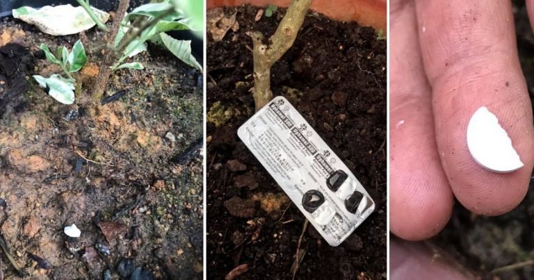 Guna Paracetamol Tip Suburkan Kembali Pokok Kena Serangga Perosak. Buah Pun Elok Semula, Begini Caranya