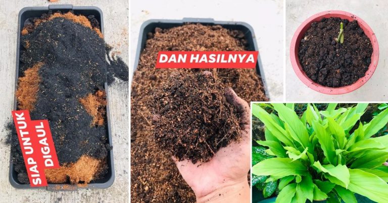 Kaedah Campur Tanah Yang Mudah Untuk Bercucuk Tanam Supaya Pokok Elok Subur Membesar