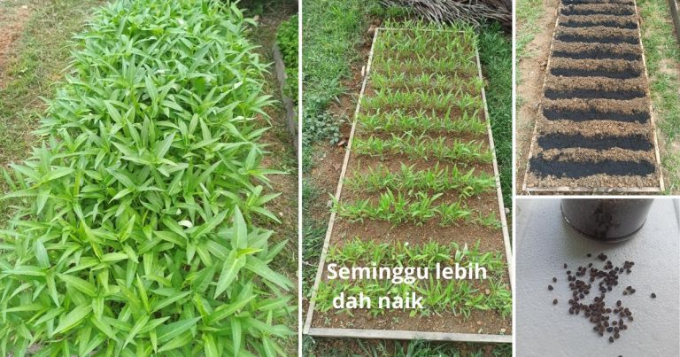 Tip Tanam Kangkung, Kalau Nak Pokok Besar Daun Lebar Begini Cara Tabur Biji Benih