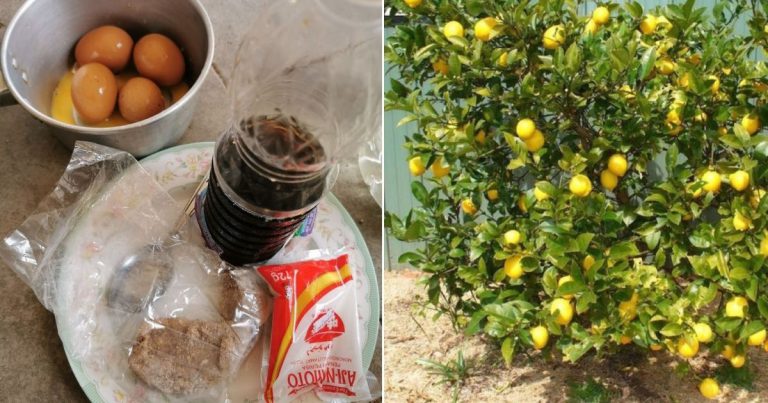 DIY Baja Organik Photo Synthetic Bacteria (PSB) Berguna Sangat Untuk Suburkan Tanah & Pokok Buah