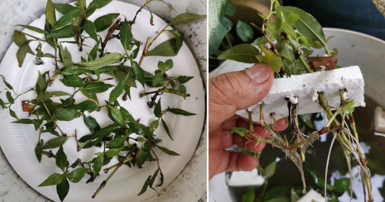Kalau Tanam Pokok Kesum Asyik Tak Hidup, Boleh Guna Kaedah Cucuk Keratan Pada Polisterin