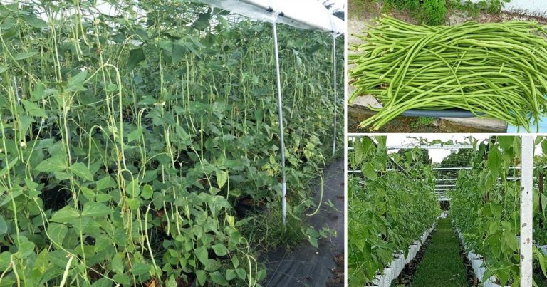 Tip Pokok Kacang Panjang Berbuah Lebat, Ikut Penjagaan Ini