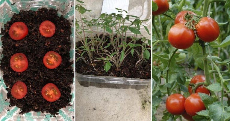 Mudahnya Tanam Pokok Tomato Ceri. 3 Langkah Saja, 4 Bulan Dah Boleh Petik!
