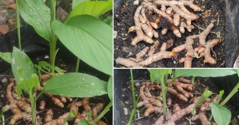 Tanam Kunyit Kampung Lagi Mudah Hidup, Rasa Lebih Sedap & Tak Maung