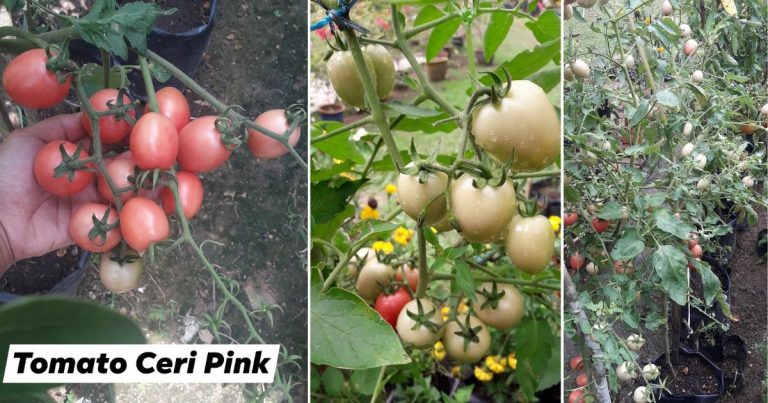 Tip Tanam Tomato Ceri Dalam Polibeg, Bila Dah Berbunga Kena Buat Petua Ini Supaya Jadi Buah