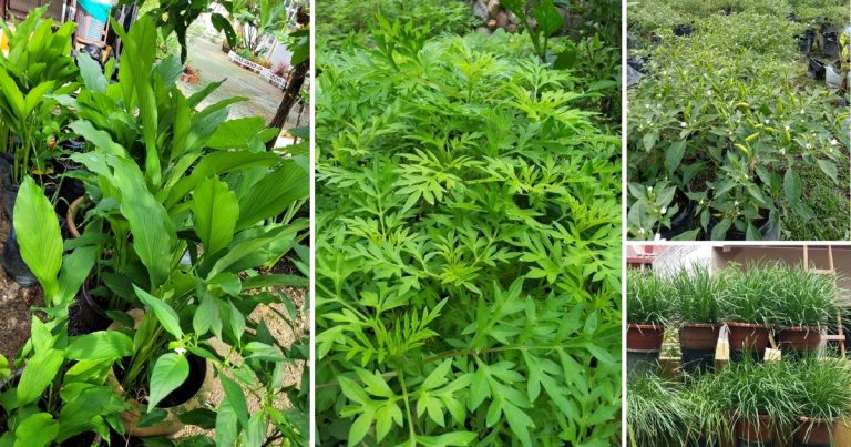 Kalau Tanam Sayur Tanam Sekali Pokok Ini Supaya Sayur Tak Kena Serangan Ulat  & Perosak