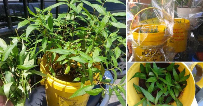 Tip Pokok Kesum Mudah Hidup, Cucuk Keratan & Bungkus. Seminggu Dah Naik Tinggi