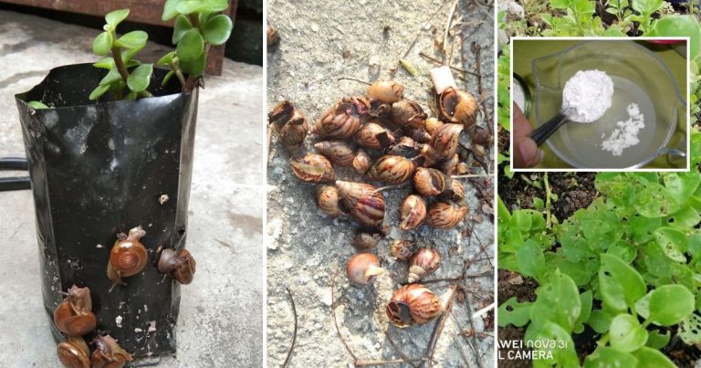 4 Cara Atasi Masalah Siput Rosakkan Tanaman, Salah Satu Guna Tepung Jagung