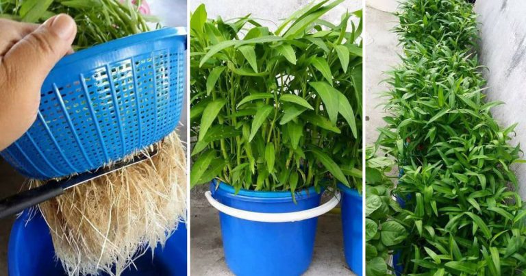 Cara Tanam Kangkung Tak Jejak Tanah.  Lagi Bersih, Sekali Tuai Dapat Setengah Kilo