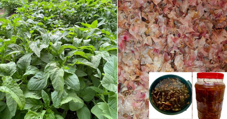 Tip Pokok Sayur Subur, Bebas Serangan Perosak. Sembur Air Rebusan Kulit Bawang Saja