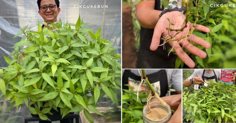 Teknik Mudah Tanam Pokok Kesum Tepi Rumah Supaya Pokok Rimbun, Daun Lebar-Lebar