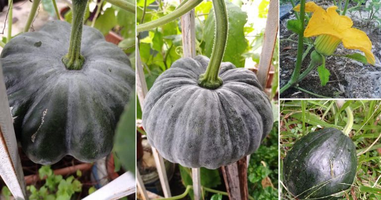 Cara Tanam Labu Tepi Rumah, Dah Berbunga Kenal Pasti Bunga Betina Supaya Boleh Bantu Jadi Buah