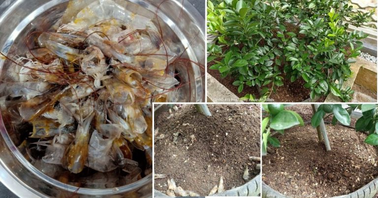 Sisa Ikan & Udang Memang Baja ‘Power’ Untuk Tanaman. Ini Cara Betul Jika Nak Guna Pada Pokok