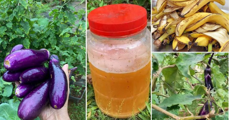 Pokok Sayur Dah Tua Tapi Buah Masih Banyak, Bersusun-Susun. Rahsianya Baja Kulit Buah Saja