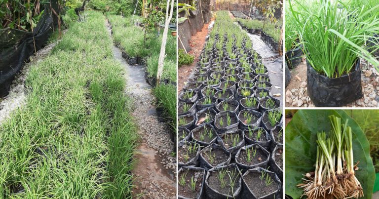 Tip Pokok Kucai Cepat Membiak. Asalnya Tanam Untuk Makan Sendiri, Sekarang Siap Jual Di Pasar