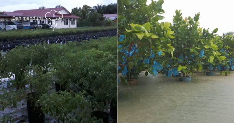 Tip Penjagaan Tanaman Jika Hujan Turun Mencurah-Curah Supaya Pokok Tak Terjejas