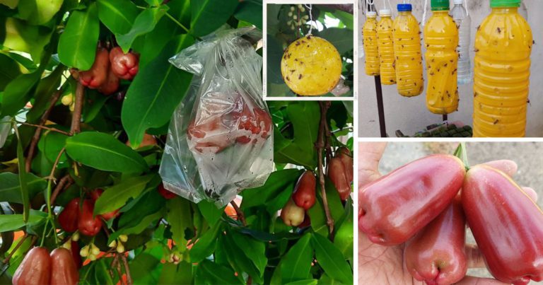 Elak Buah Berulat Akibat Serangan Lalat Buah. Buat Perangkap Ini Gantung Pada Pokok