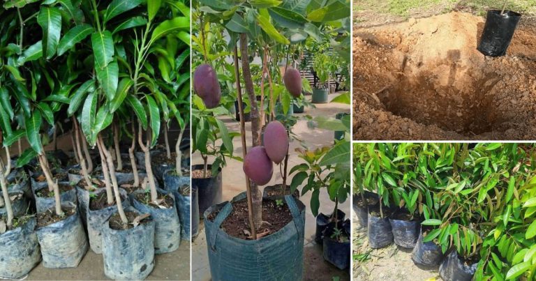 Kalau Beli Anak Pokok Buah Untuk Tanam, Waktu Gali Lubang Lakukan Tip Ini Supaya Pokok Subur