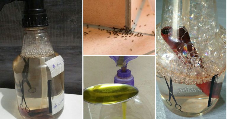 Dalam Rumah Banyak Semut Buat Spray Homemade 3 Bahan Ini. Mudah & Lebih Selamat