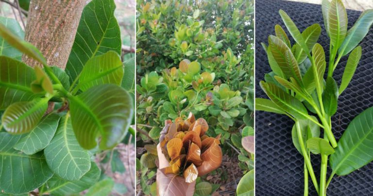 Cara Tanam Pokok Ulam Jambu Gajus Guna Biji Benih. Tak Perlu Tunggu Lama Untuk Petik Pucuk