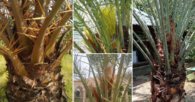 Kalau Tanam Pokok Kurma Kena Tanam 2 Pokok Sekali, Barulah Berbuah 
