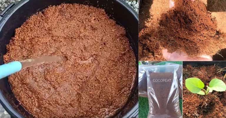 Sebelum Guna Cocopeat Tanam Sayur, Kena Bilas Dulu! Ini Caranya, Kena Buat Untuk Buang ‘Garam’