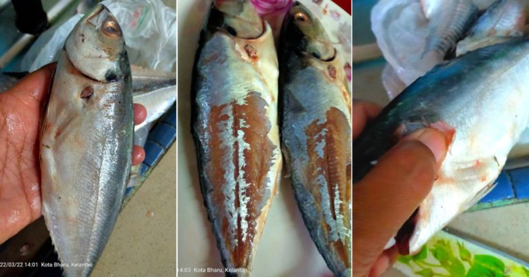 Teknik Mudah Buang Kulit Ikan Cencaru Supaya Isi Ikan Tak Tercabut
