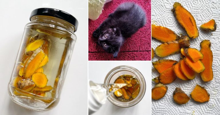 Buat Sendiri Natural Remedy Guna Kunyit Untuk Rawat Kucing Luka & Kurap. Lebih Selamat